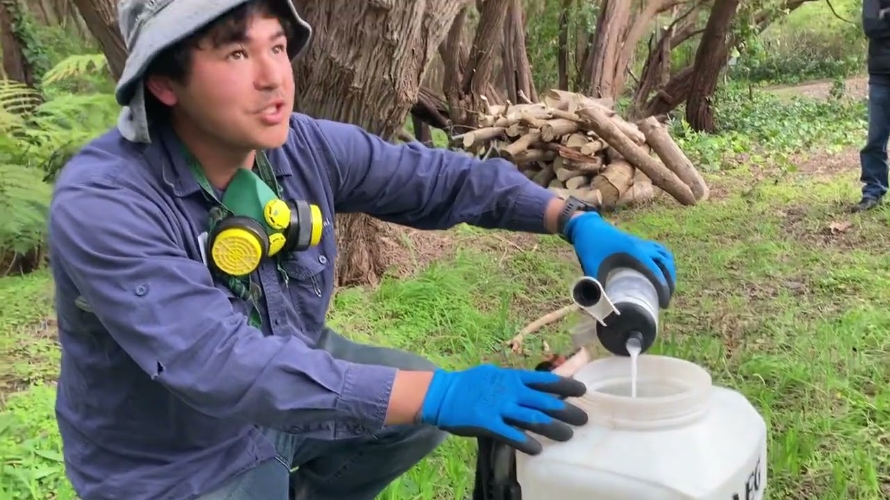 Arum lily spraying instructional video
