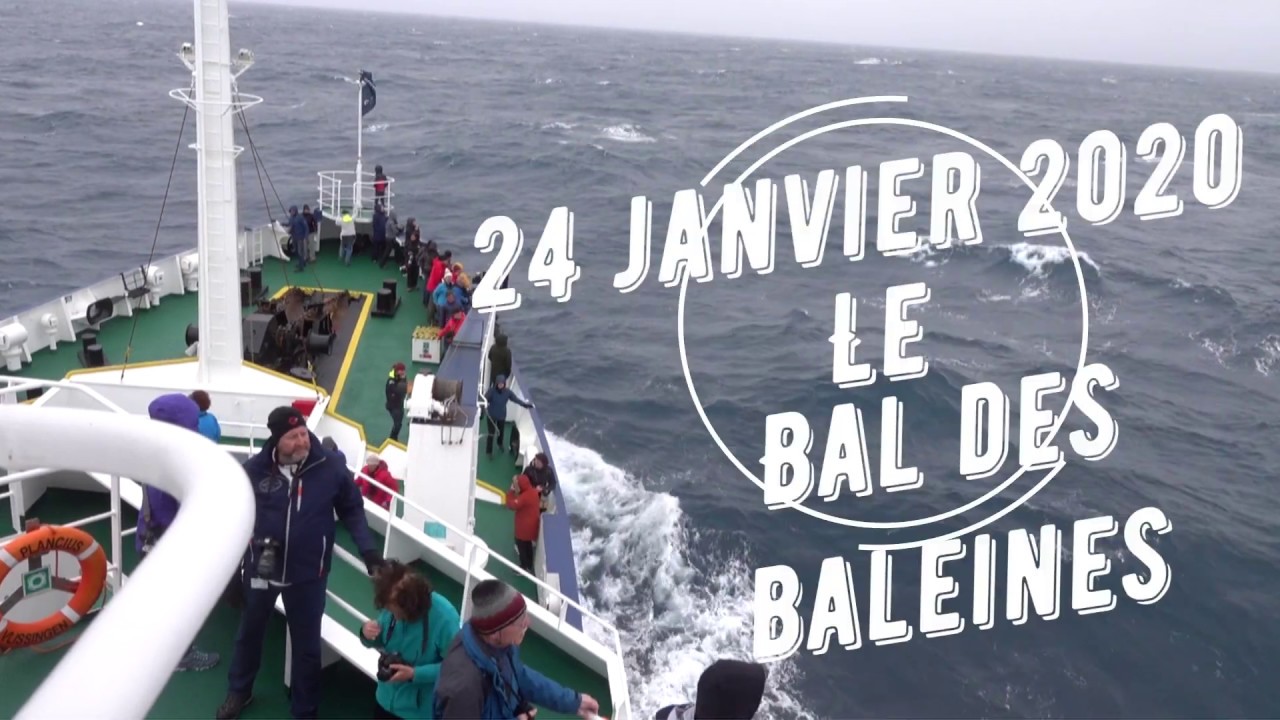 2020 01 la bal des baleines