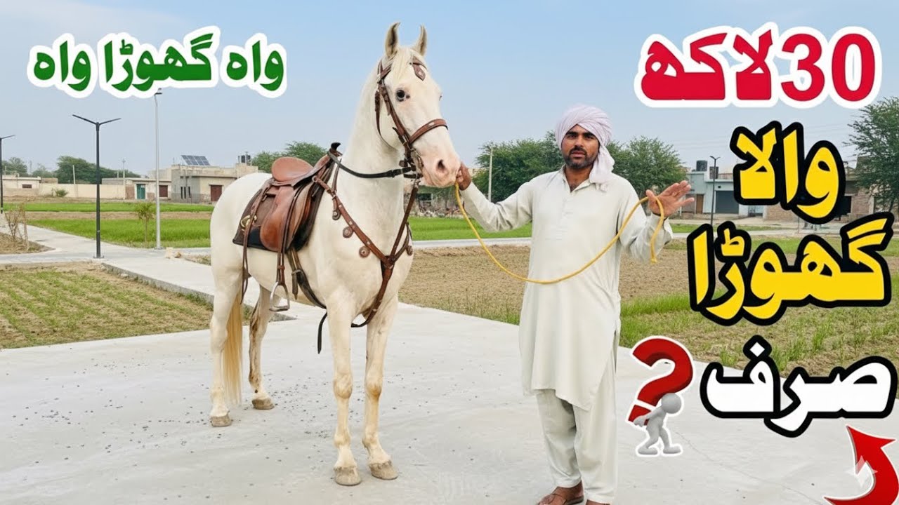 Nukra Horse for Sale | White Horse in Pakistan | Pure Desi Nukra Horse | Horse Price Pakistan