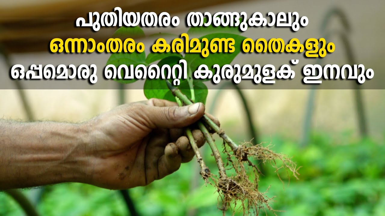 മുന്തിയ ഇനം കുരുമുളക് തൈകൾ മാത്രം വിൽക്കുന്ന നഴ്സറി