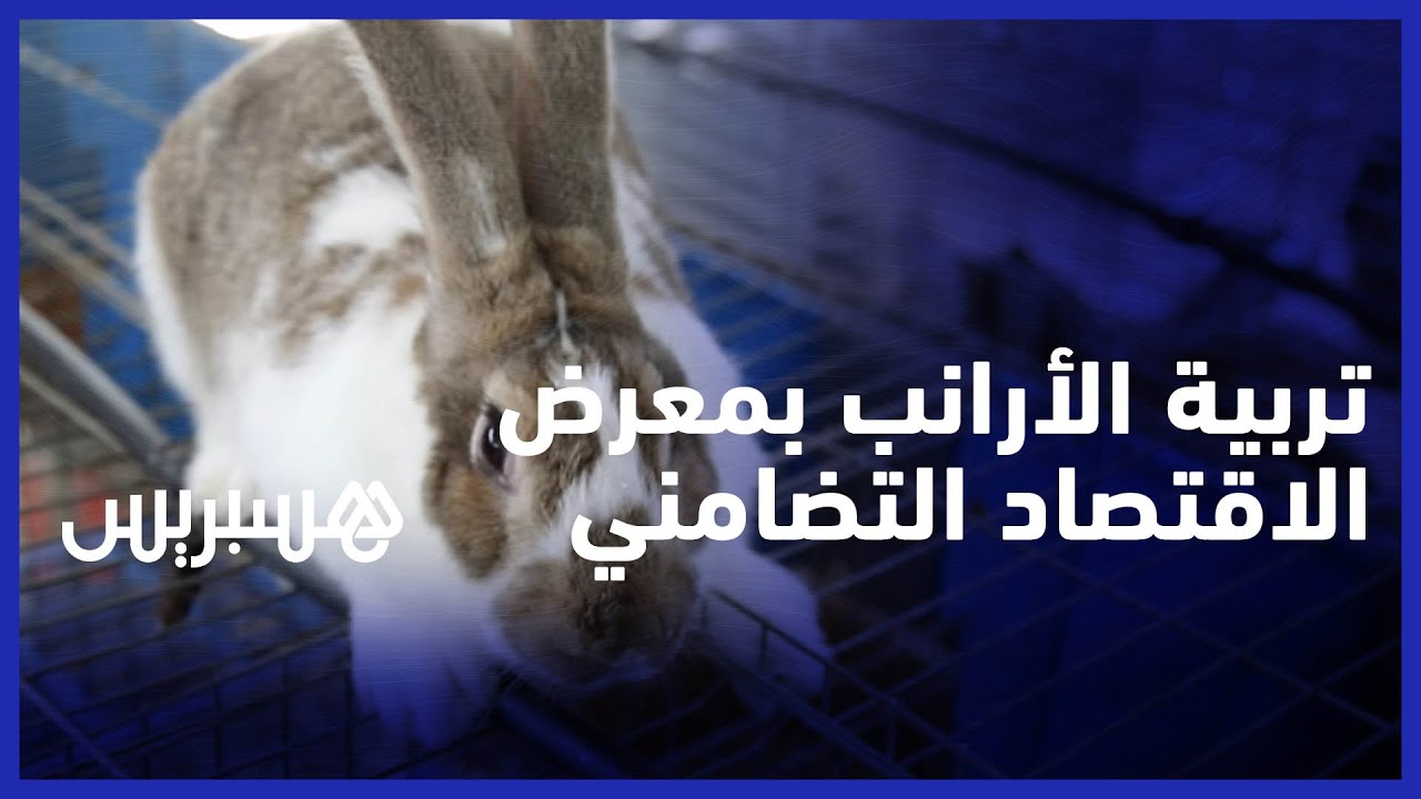 تربية الأرانب بالمعرض الجهوي للاقتصاد الاجتماعي والتضامني بوجدة