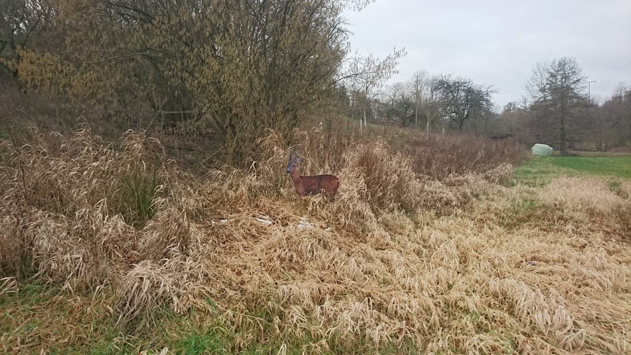 Wildbegegnungen im Hundetraining nachahmen