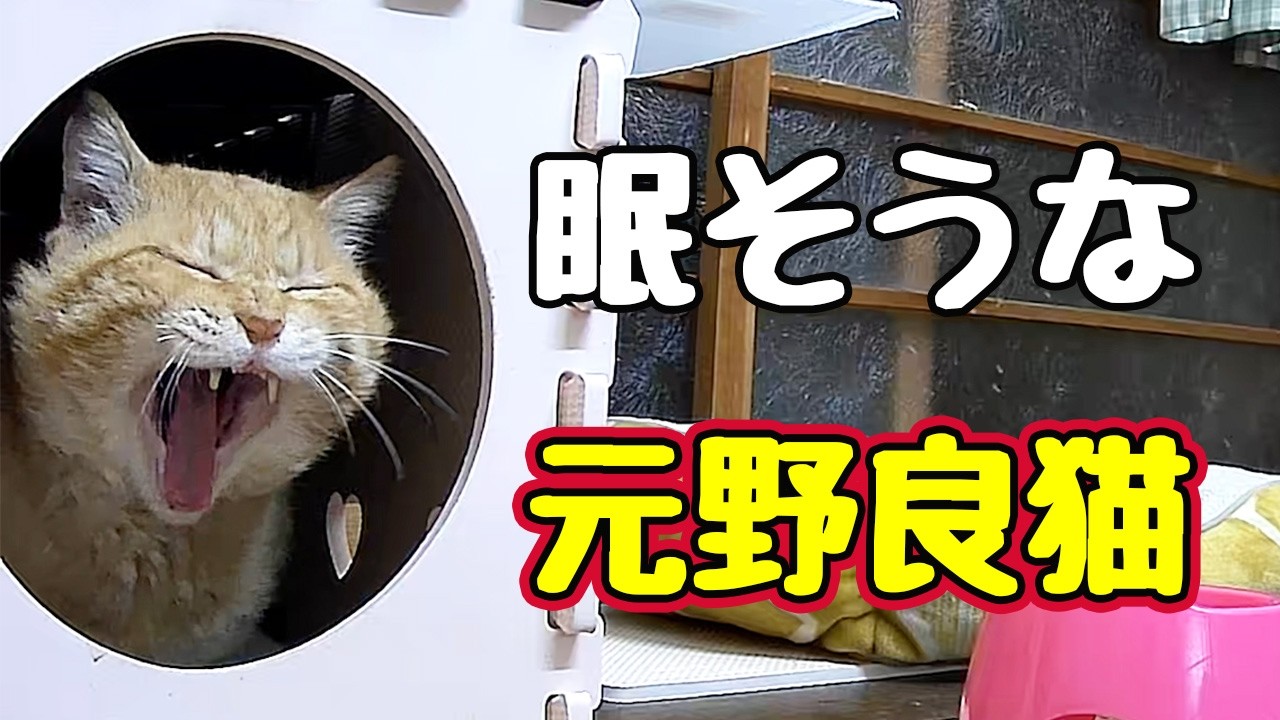 寝ときゃいいのに【元野良猫】