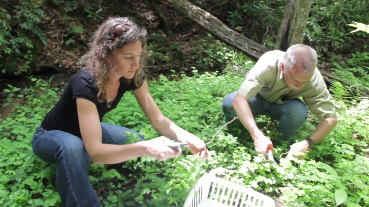 Sustainable Yellowroot Harvest