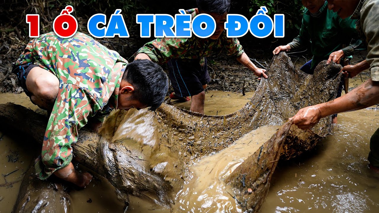 Bắt Được 1 Ổ Cá Trèo Đồi Dưới Lớp Bùn Đầm Lầy - Thợ Rừng