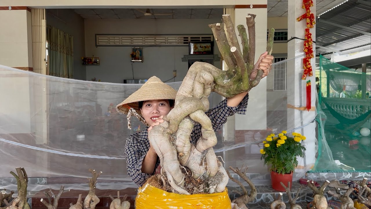 Phôi hoa giấy nhiều cây đẹp siêu phẩm giao lưu toàn quốc bao phí ☎0939.421.599 Hương Đoàn