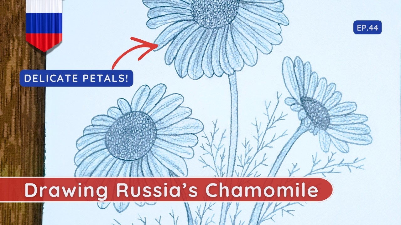 How to Draw Russia's Chamomile | Romashka Pencil Sketch Tutorial