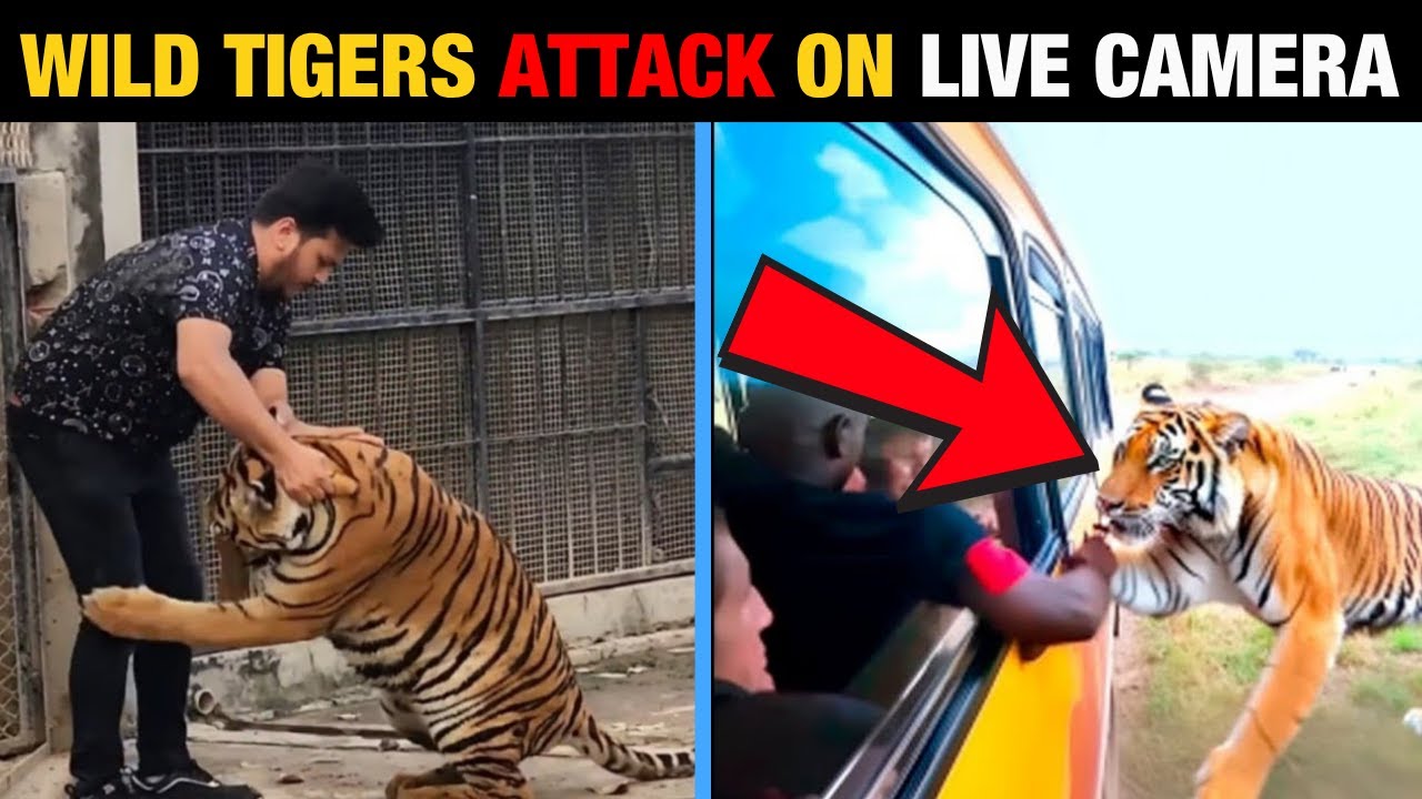 10 SCARIEST Tiger Attacks Caught on Camera!