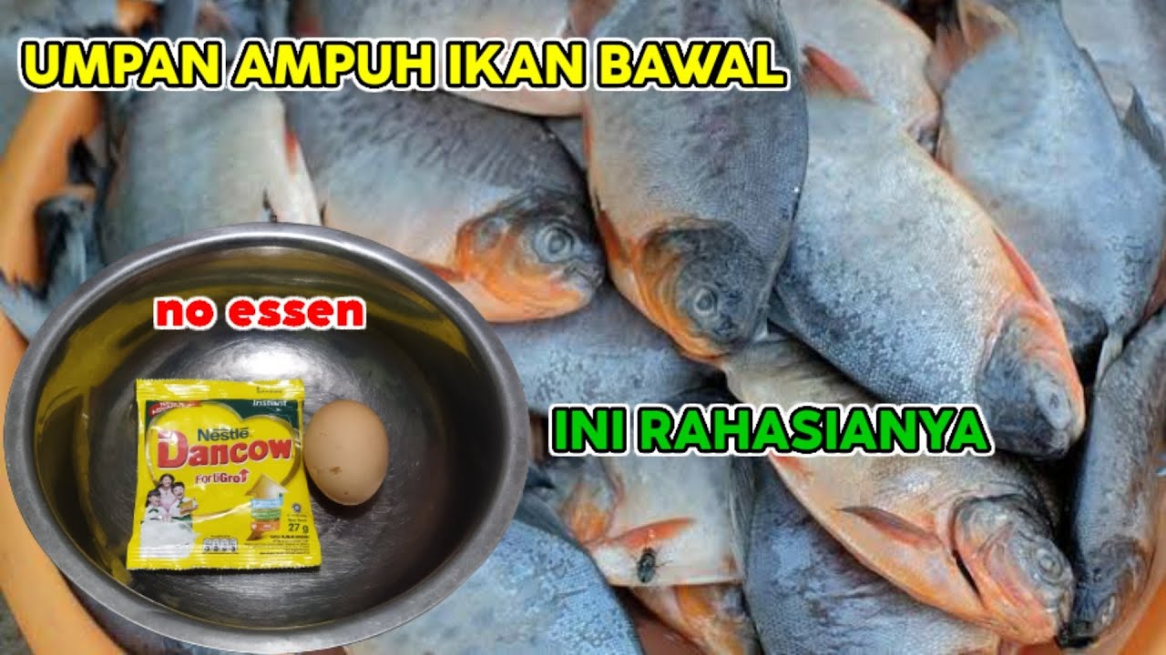 BAHAYA..!! JANGAN DIGUNAKAN DI EMPANG HARIAN BAWAL