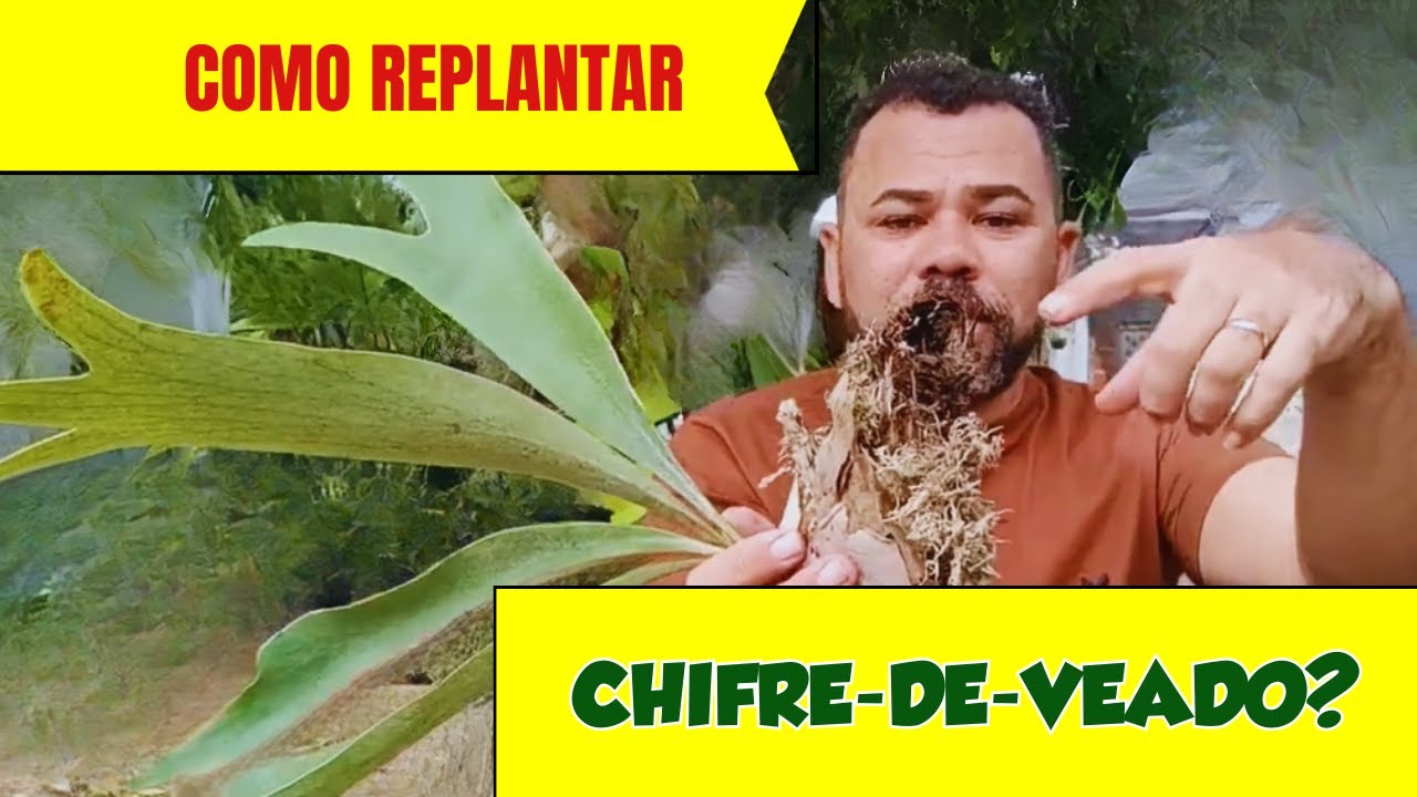 “Quase Perdi Minha Samambaia Chifre-de-Veado… Veja o Jeito CERTO de Replantar!”
