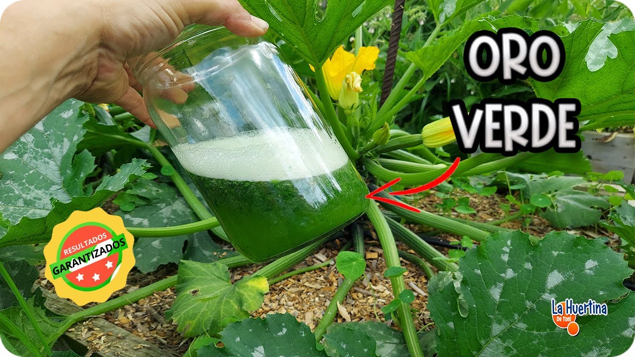 Mas FLORES y FRUTOS en TUS PLANTAS Con Este Fertilizante Rico En POTASIO Y FOSFORO