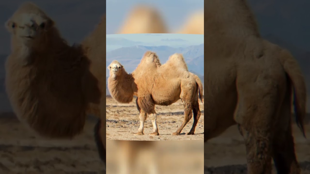 most famous camel breeds