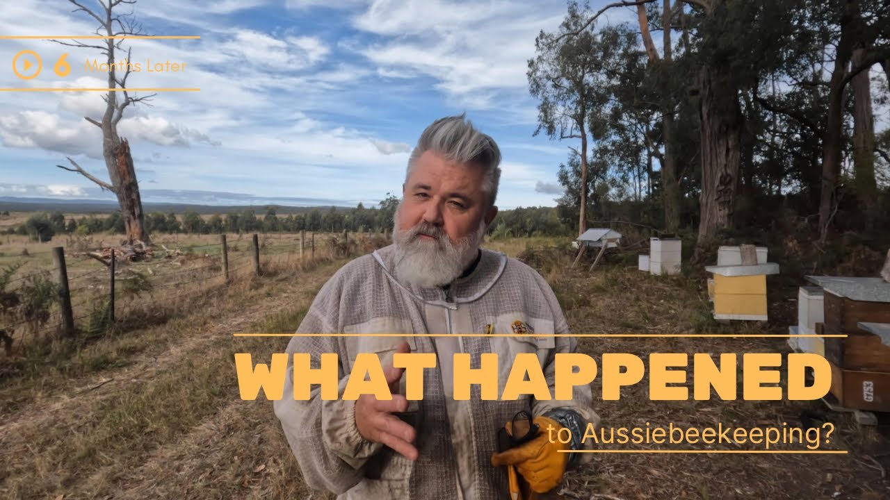 I Vanished for 6 Months – Here’s What Happened in My Aussie Bee Yard. The lost footage. 
