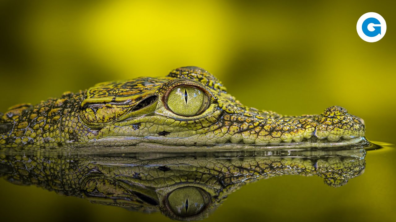 The Dark Side of Crocodiles: More Than 