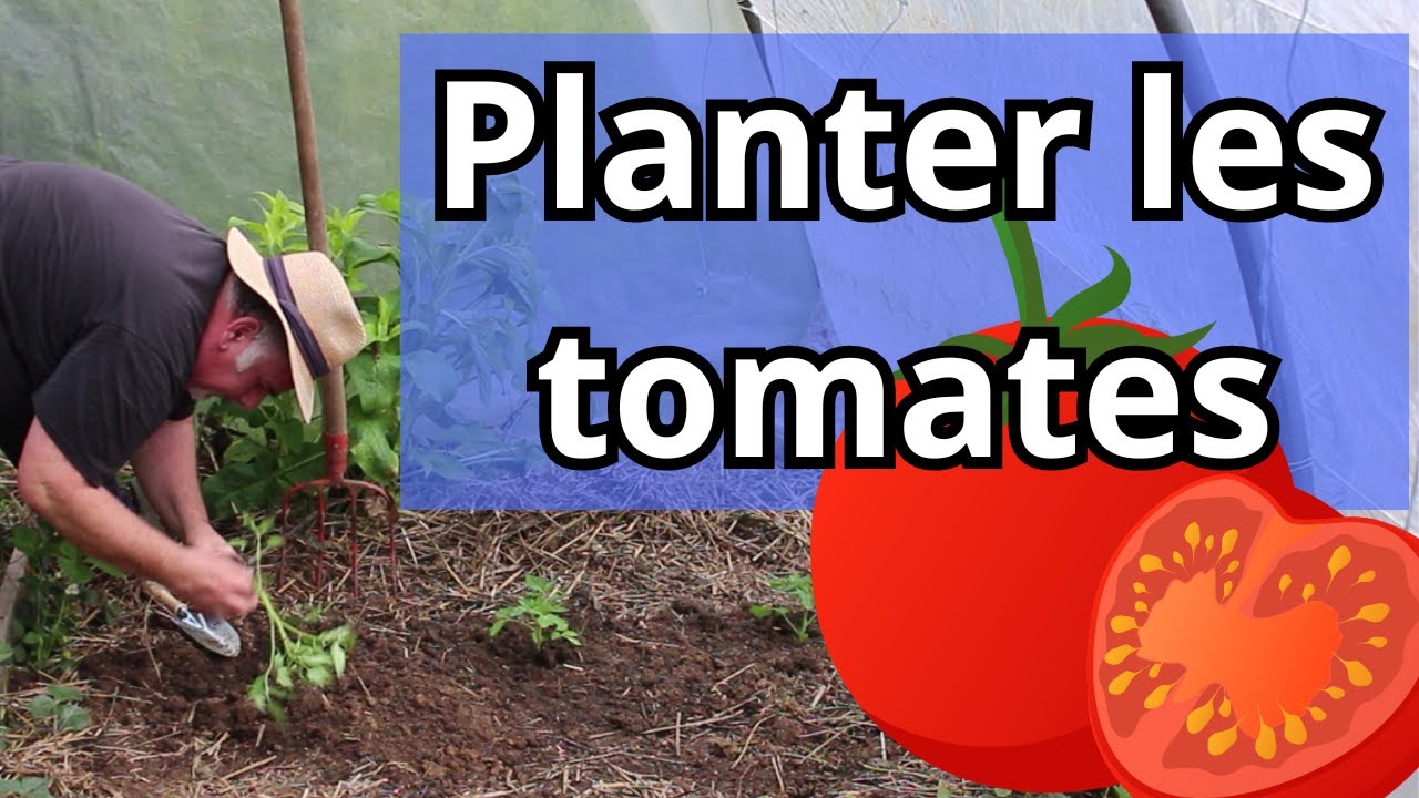 Comment planter des tomates en mai ? 🍅