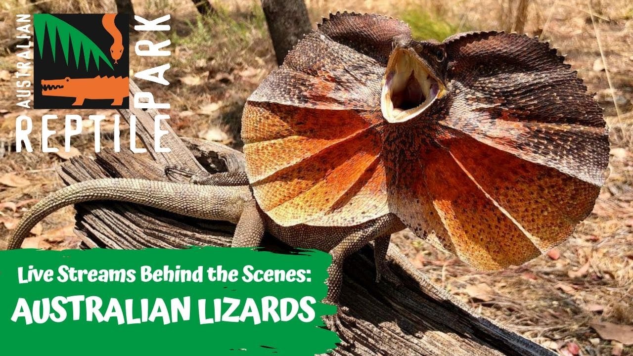 LIVE WITH AUSTRALIAN LIZARDS | AUSTRALIAN REPTILE PARK