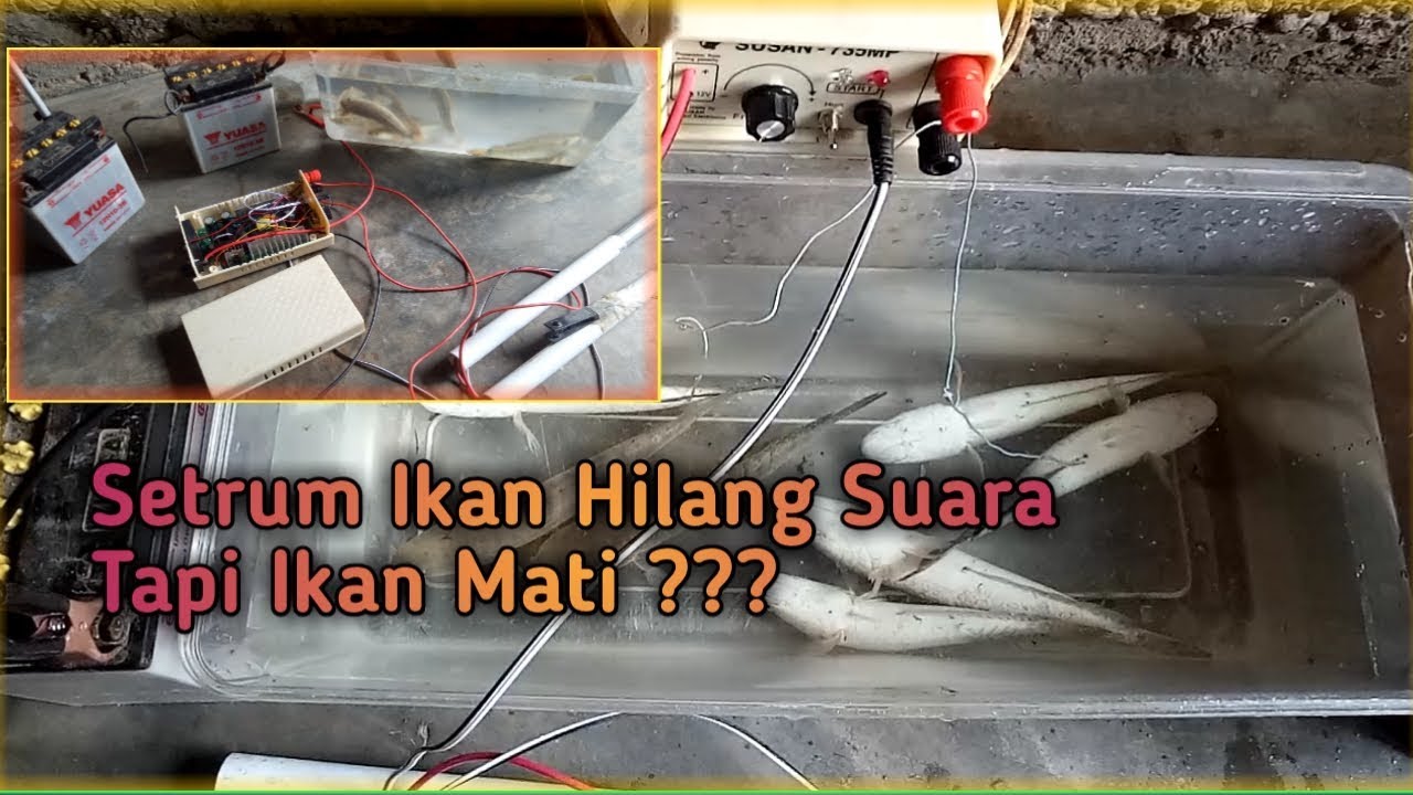 Setrum Ikan Luar Negri Bermasalah/ Rusak