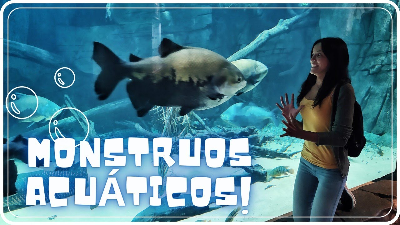 MONSTRUOS Acuáticos en el Aquarium de Salt Lake City. Utah. 🦈🐠🐟🦑🐊