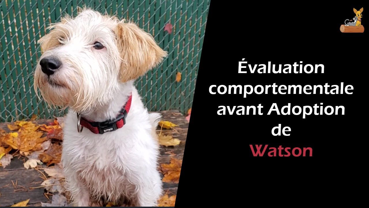 Ce petit Jack Russel à poil long n'aime pas les autres chiens, mais il adore sa balle ❤️❤️❤️