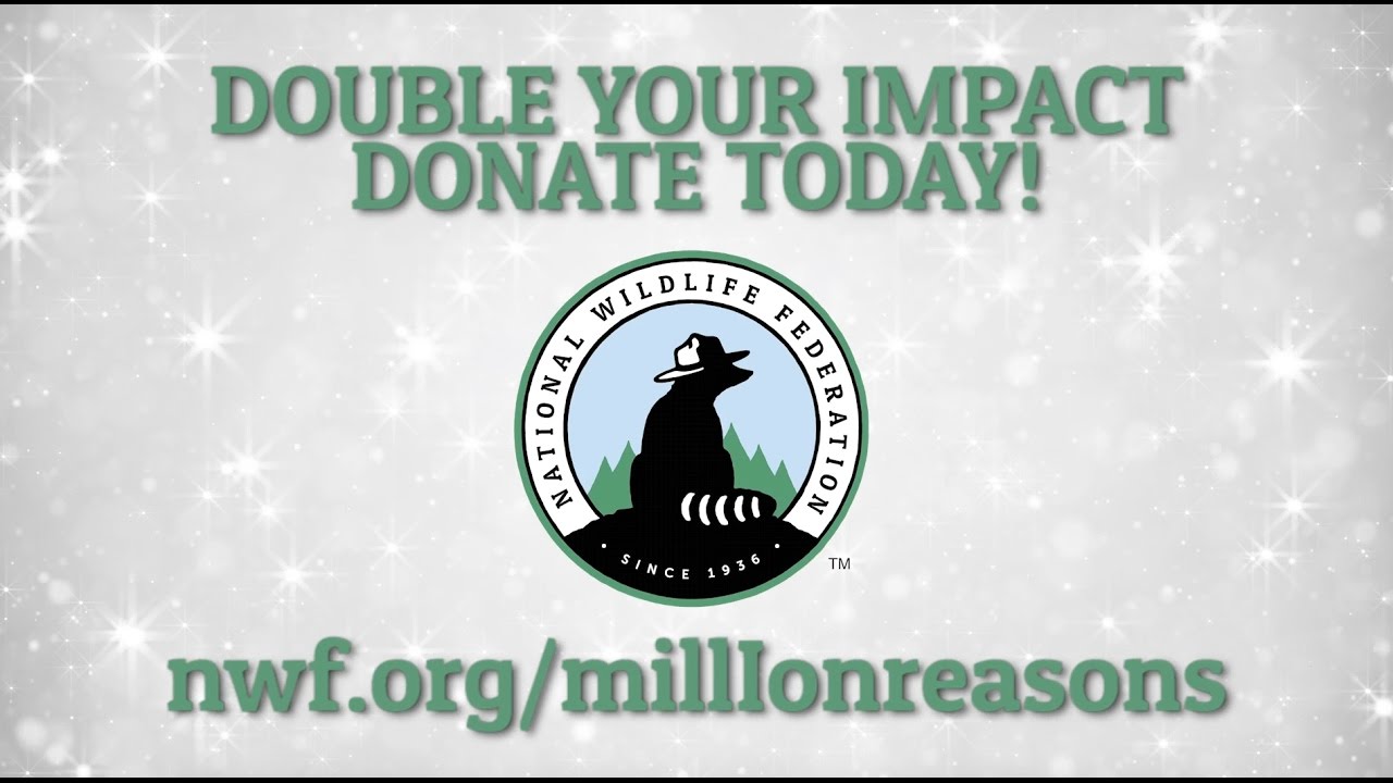 A Million Reasons to Give to Lynx!
