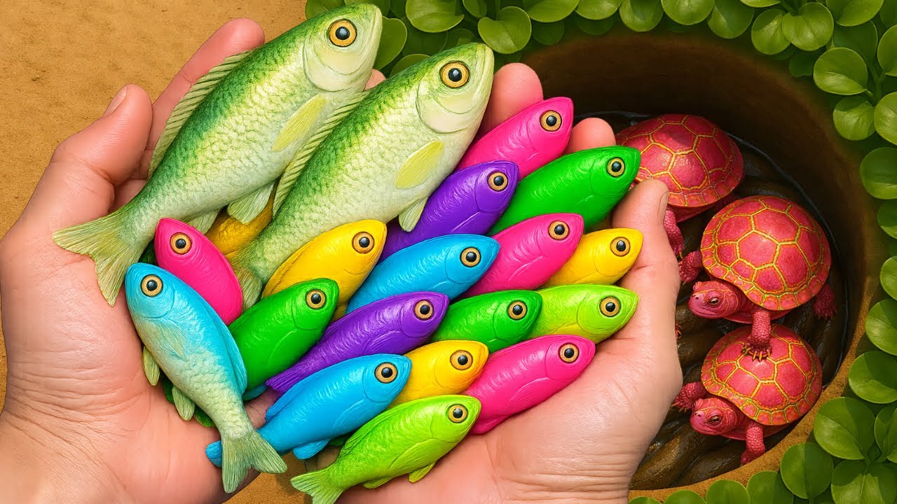 Catching Colorful Aquarium Fish from Small Mini Ponds | Turtle, Comet Goldfish, Snakehead fish
