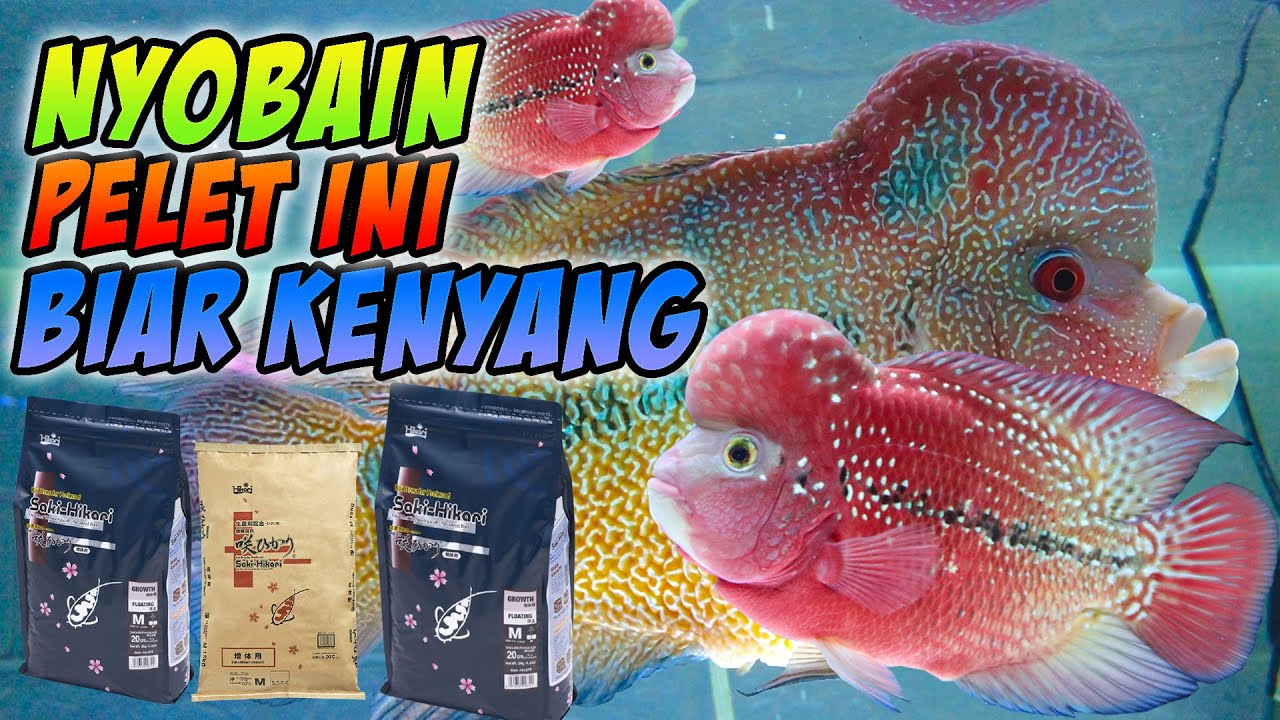 Nyoba Pelet Saki Hikari Balance Buat Ikan Louhan