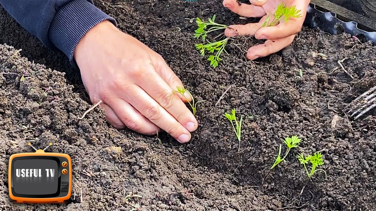 I no longer thin out carrots, I propagate them with seedlings