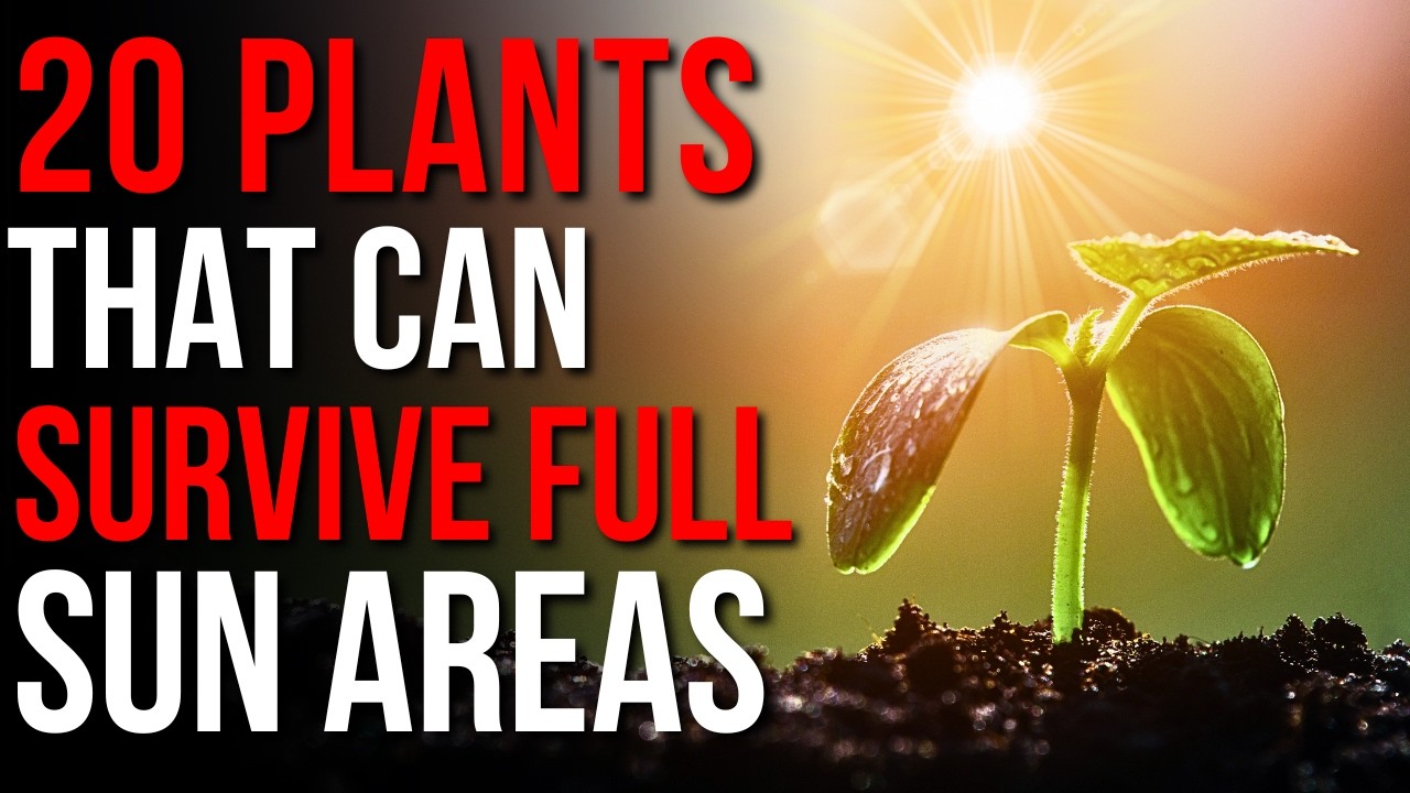 No Shade? Top 20 Plants for Full Sun Areas! | Full Sun Plants