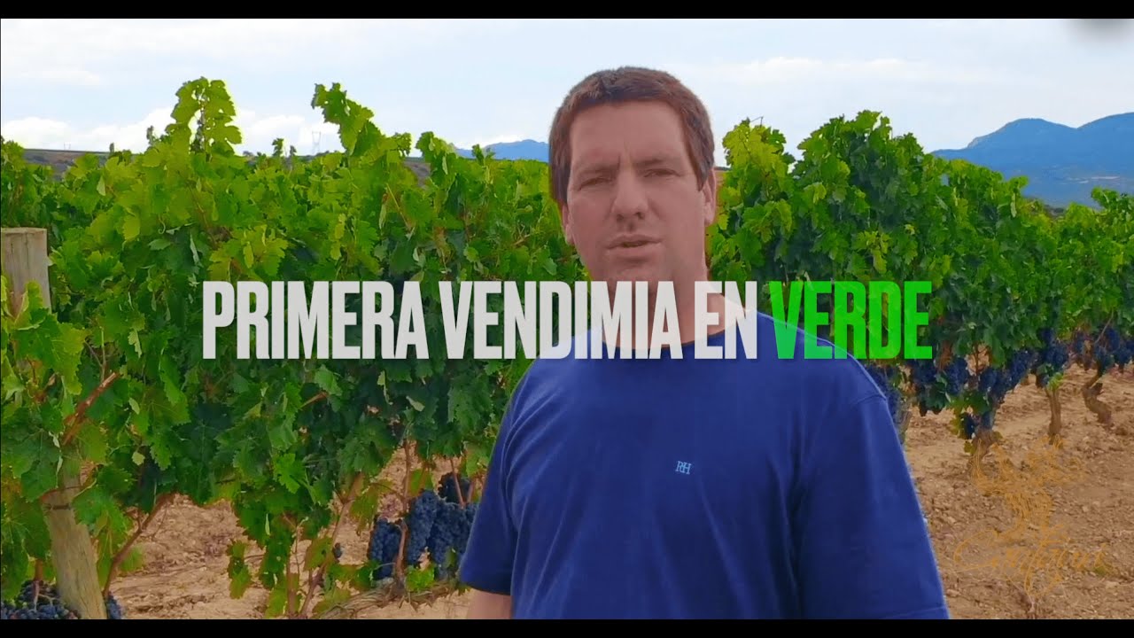 Vendimia en VERDE en Rioja Alta, ÁBALOS.