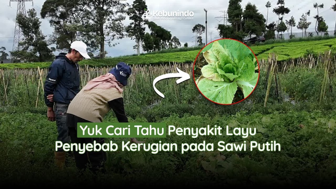 Yuk Cari Tahu Penyakit Layu Penyebab Kerugian pada Sawi Putih 🥬
