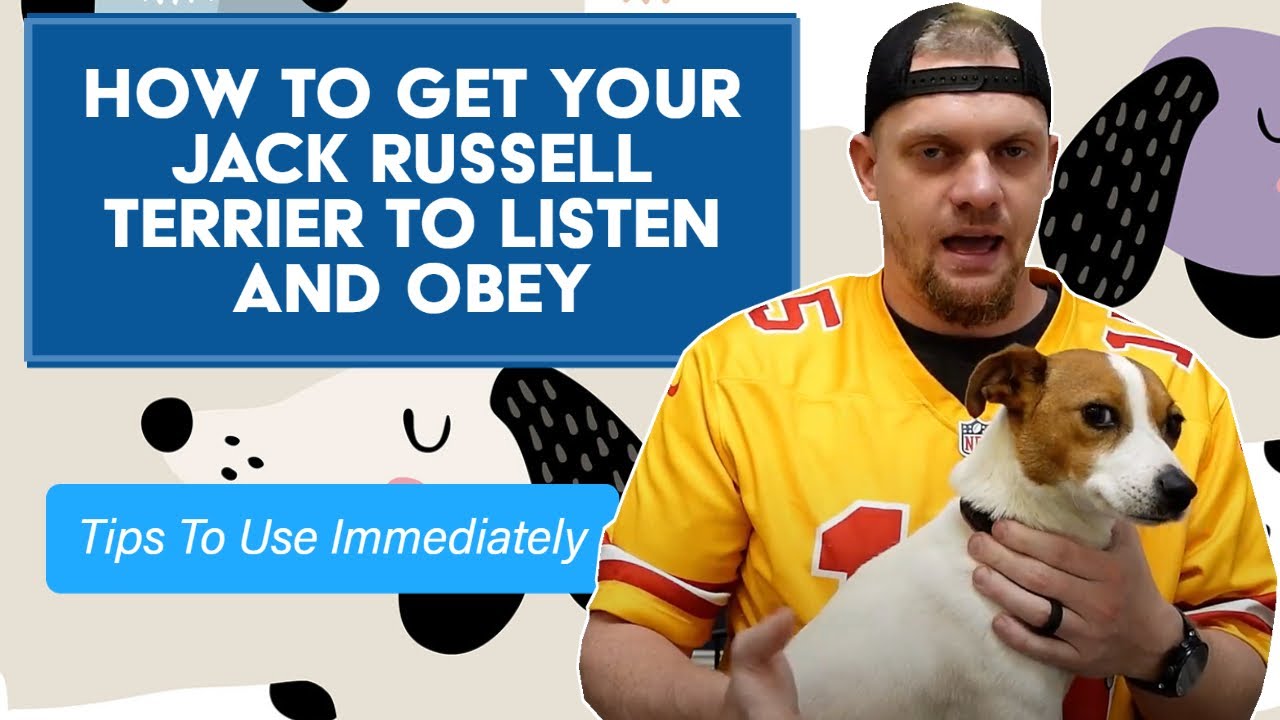 How To Get Your Jack Russell Terrier To Listen And Obey: The Easiest Methods To Use Immediately