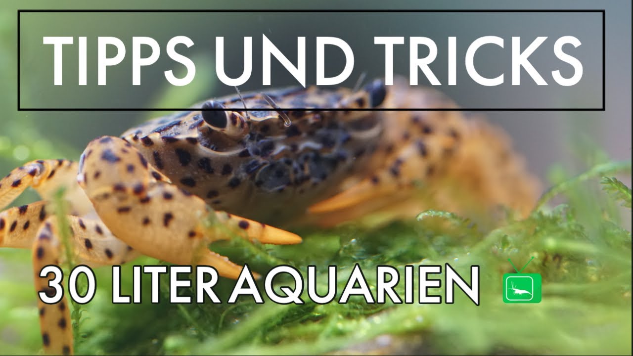 30 Liter Aquarien | GarnelenTv | 6.0