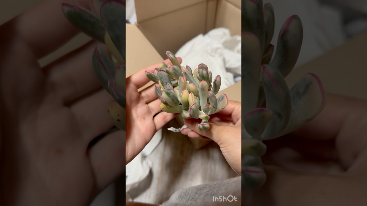 Unboxing Rare Korean Succulents #succulent #succulentlover #plants #echeveria #koreansucculent