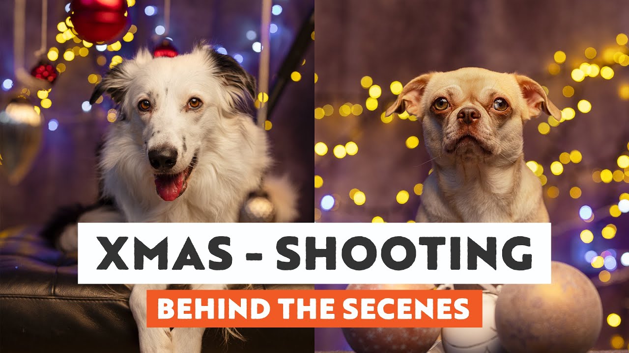 So erstellst Du schöne Weihnachtsbilder von deinem Hund