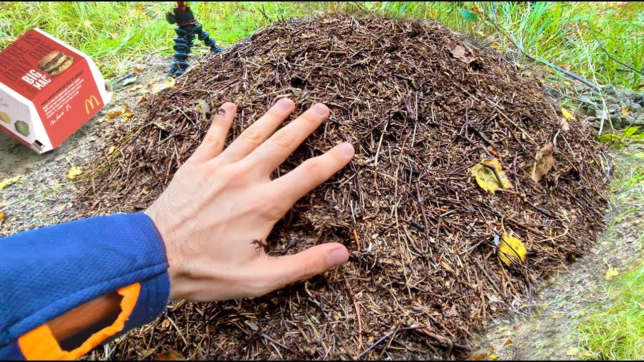 WHAT WILL HAPPEN IF YOU PUT YOUR HAND IN ANTHILL?