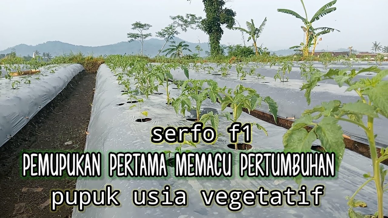 Pemupukan pertama tanaman tomat usia vegetatif (serfo F1)