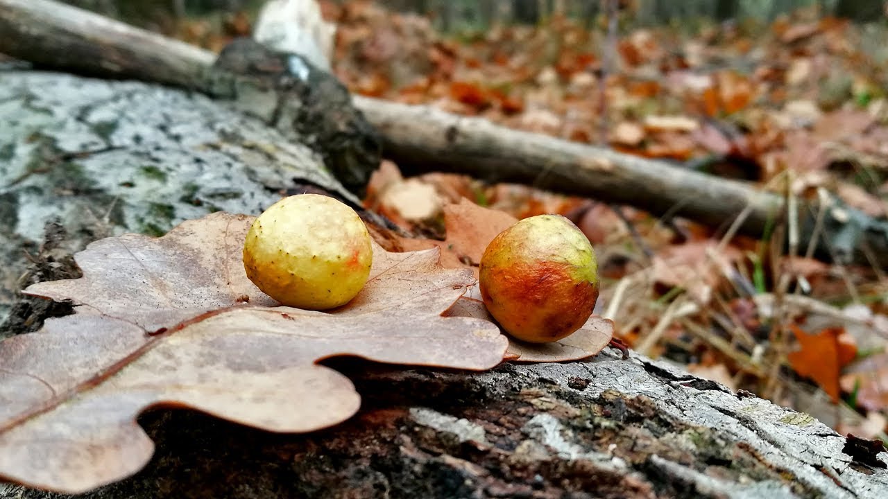 Galasówka dębianka ;)