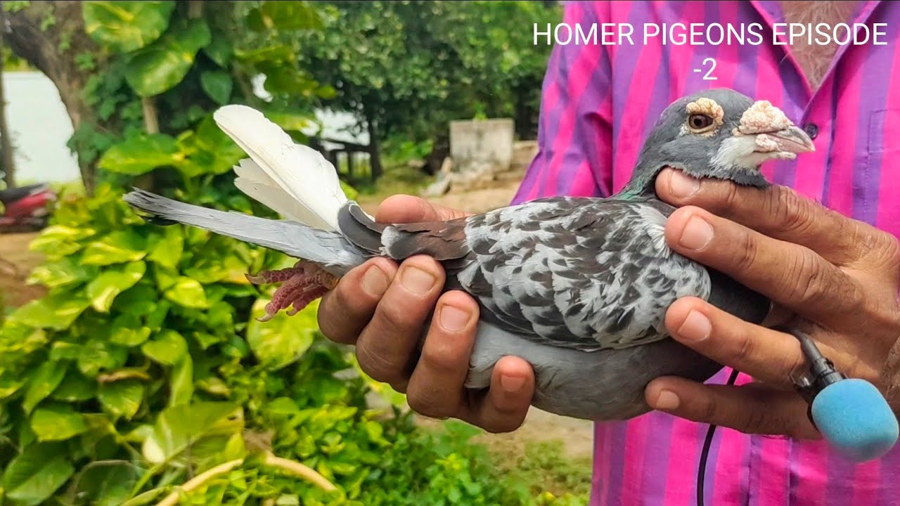 DIAS HOMER PIGEONS LINEAGE EPISODE -2 BY TRICHY SHAIK AT SALEM டயஸ் பந்தய புறா
