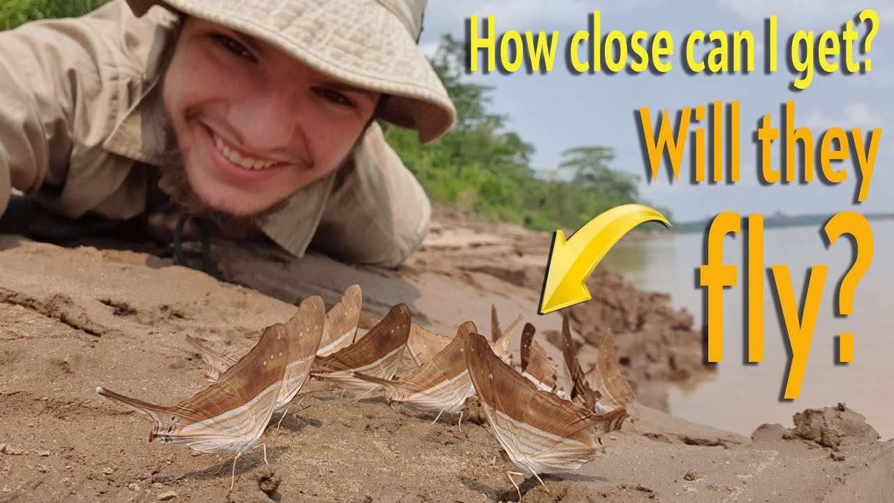 A Glimpse of Paradise: Mud-Puddling Butterflies in the Amazon