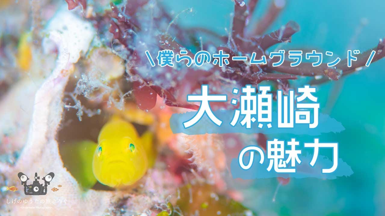 【大瀬崎のダイビング】知らないと損をする本当の魅力！