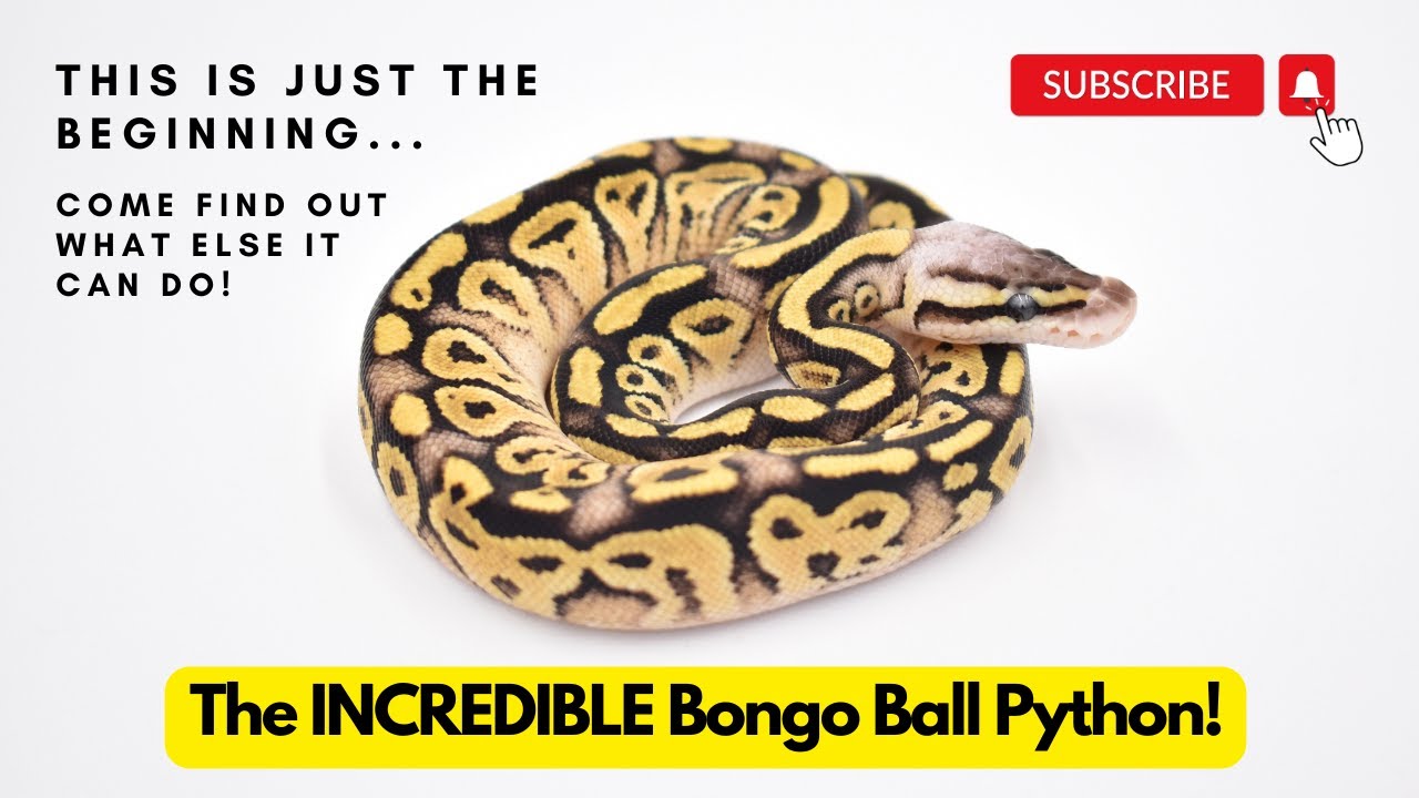The Bongo Ball Python: You won’t believe what this morph does!
