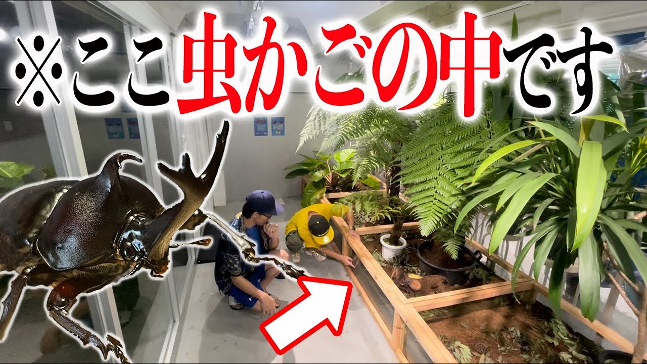 人が入れる巨大虫カゴに大量のカブトムシが放し飼いにされているらしい…