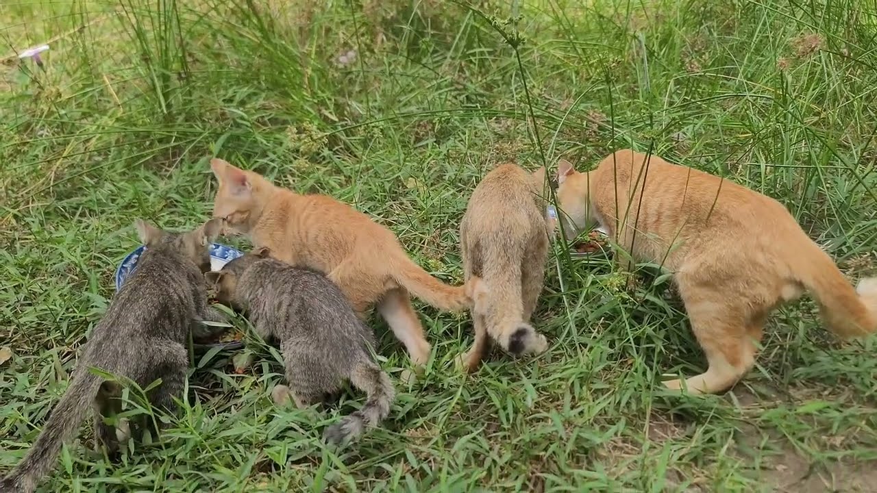 From Hungry to Happy 🐾💛 Feeding My Rescued Pets Every Day