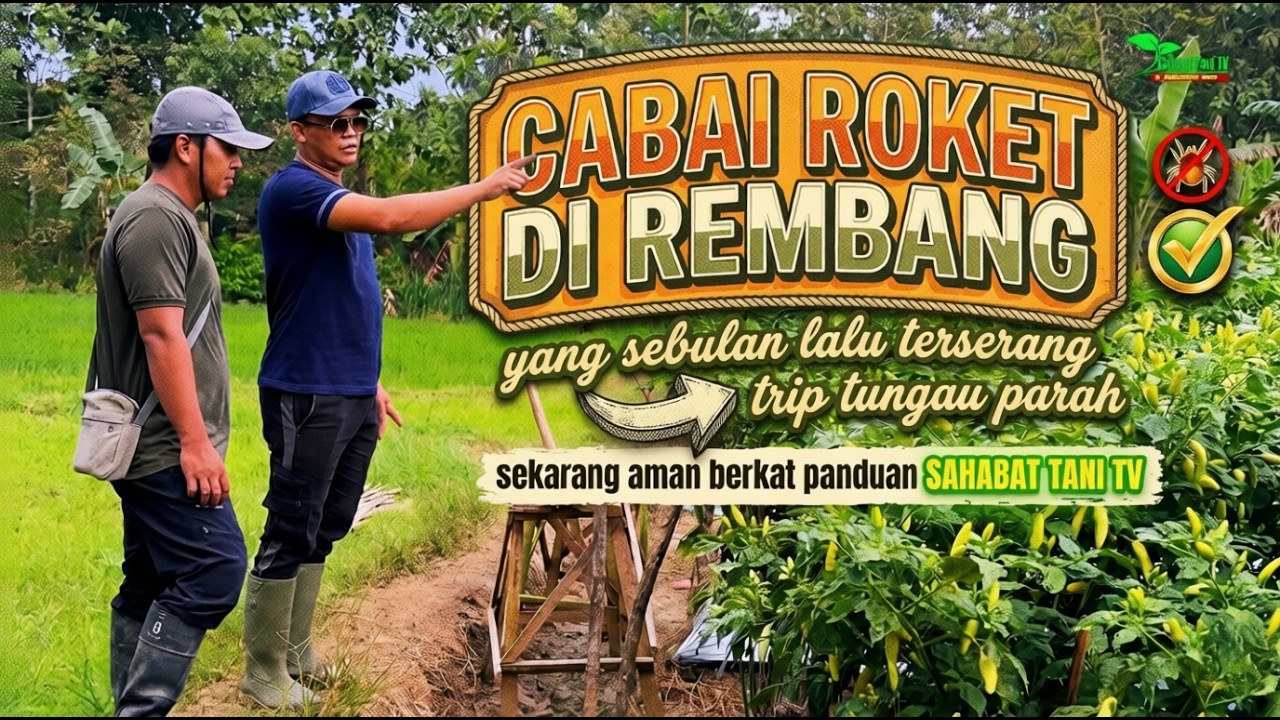 Cabai roket yang sebulan lalu terserang trips tungau parah