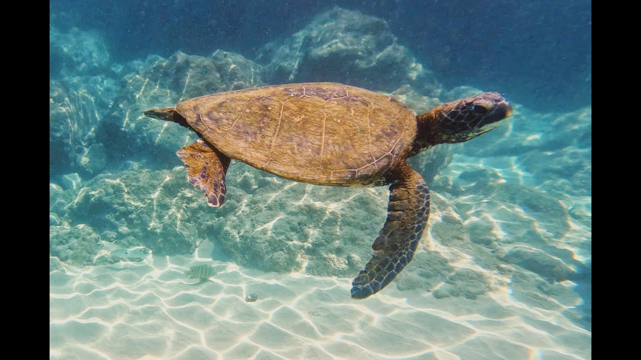 POV Snorkeling Hawaii | Sea Turtle, Parrotfish & Reef Sounds | No Talking | 4K