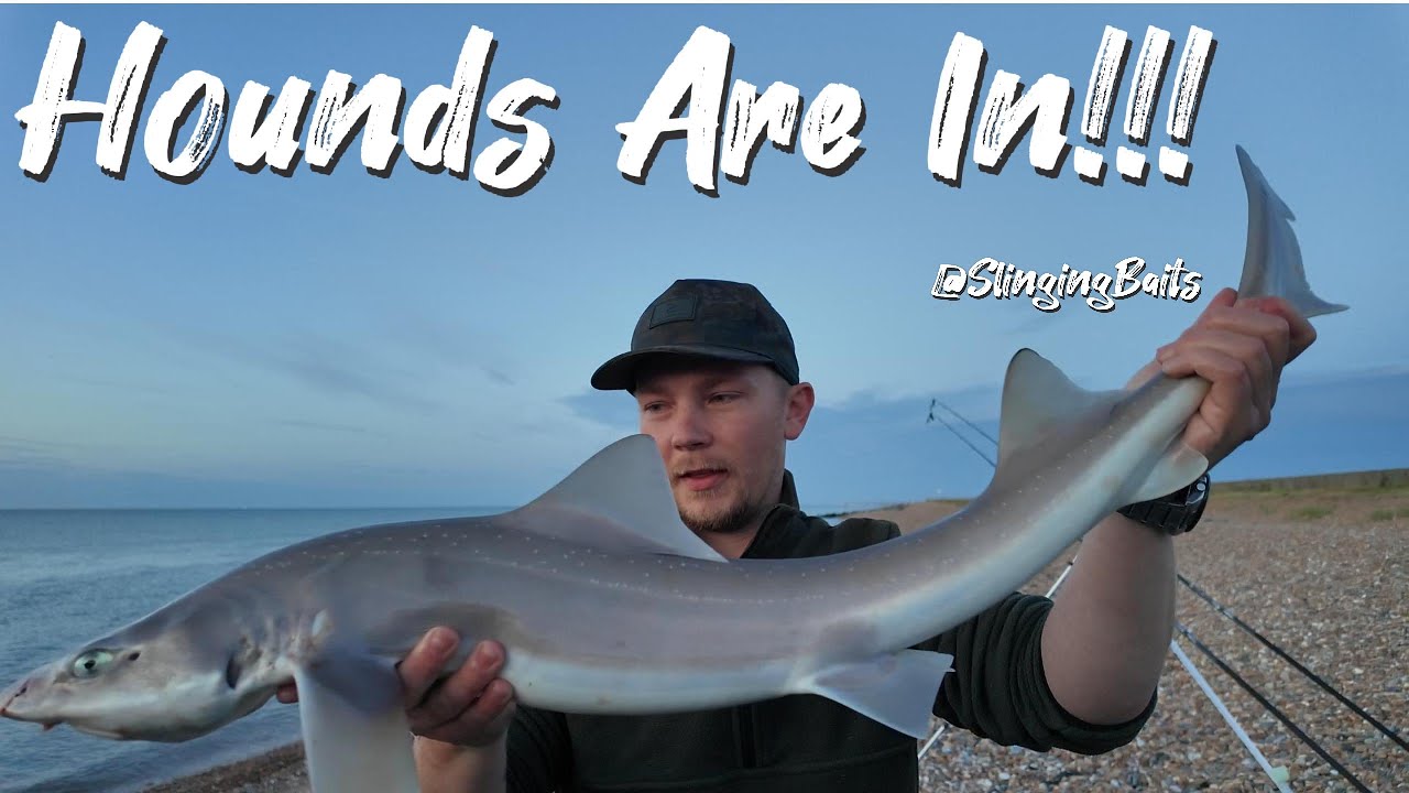 The Hounds Are Here!!! North Kent Coast Smooth Hound Fishing!!!