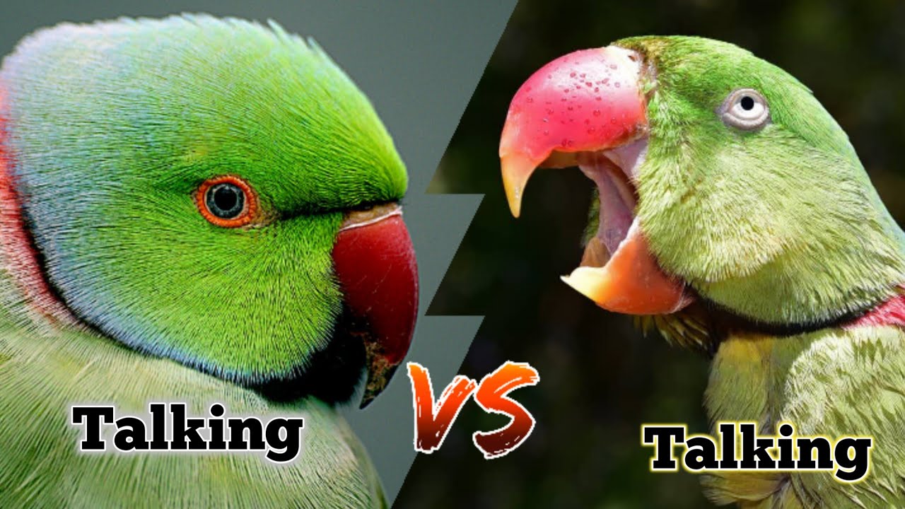 Raw Parrot V's Ringneck Parrot winning / पहाड़ी पैरेट vs रिंगनेक पैरट