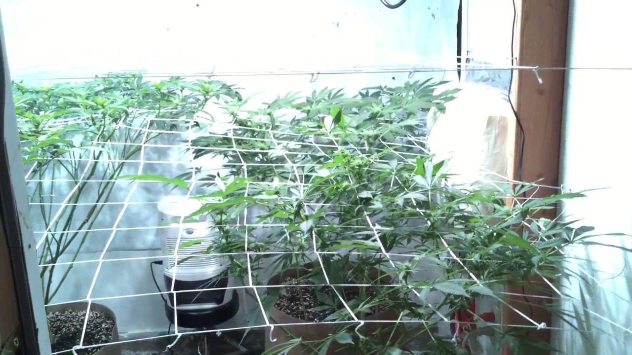 Indoor grow update. Cmh, lec grow light. Week 3