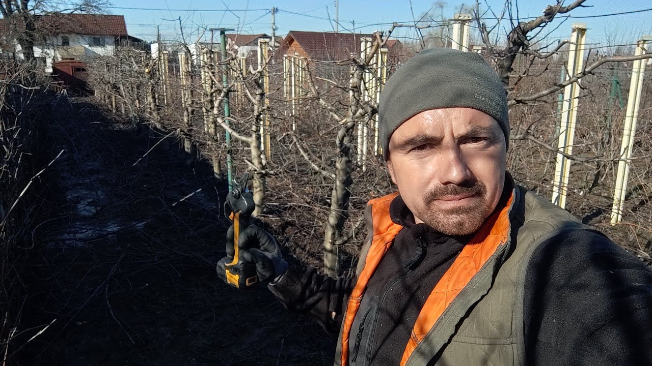 80 de palmete de măr anul 14 și 40 pomi plantați în sistem individual curățați 🍎✅✂️