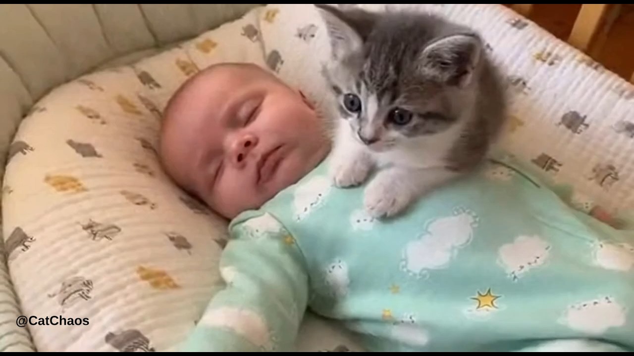 When Baby Meets Kitten for the First Time | Funny Kitten Moments